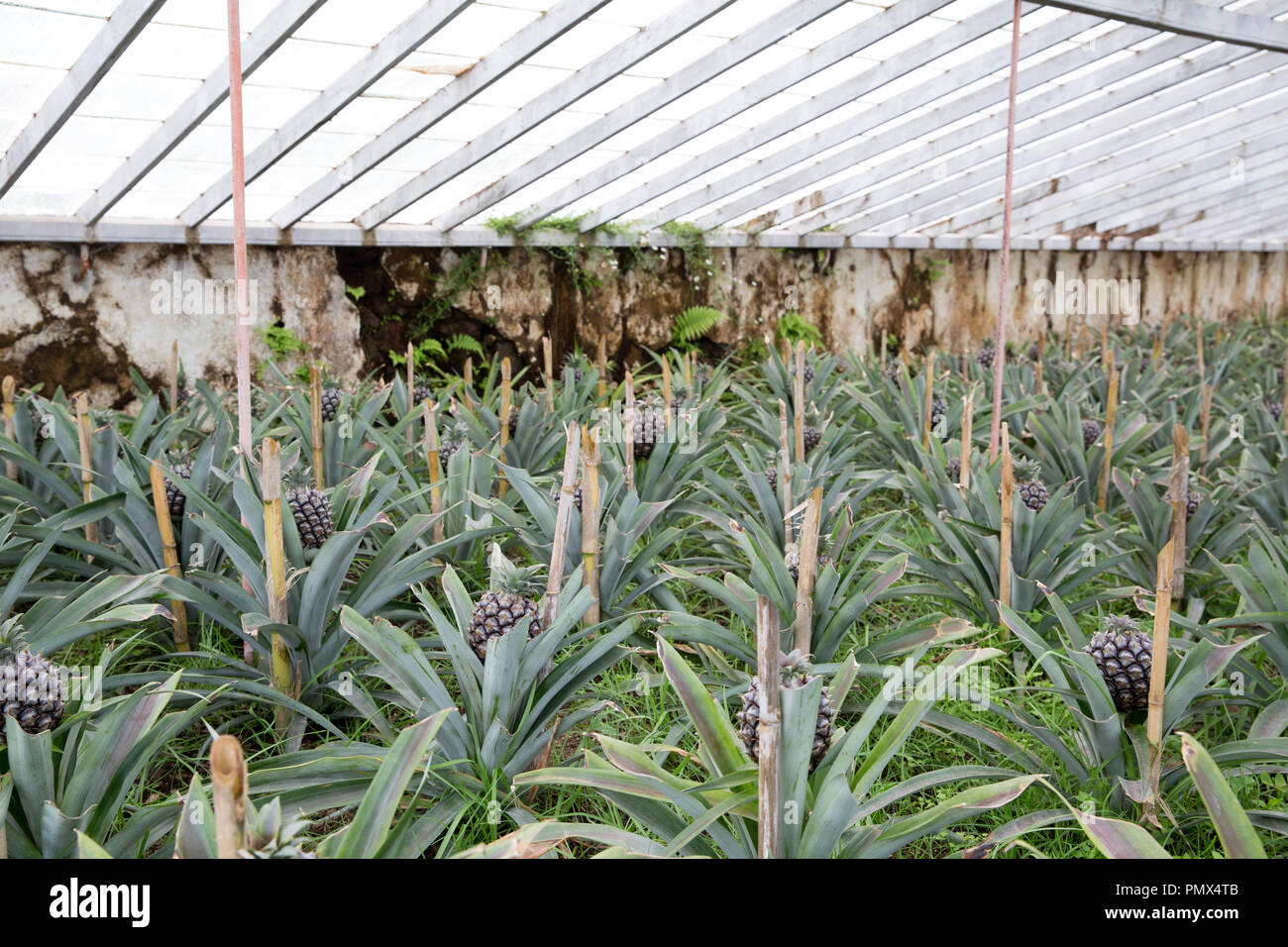 Pineapple plants growing in rows on the Arruda Pineapple Plantation in