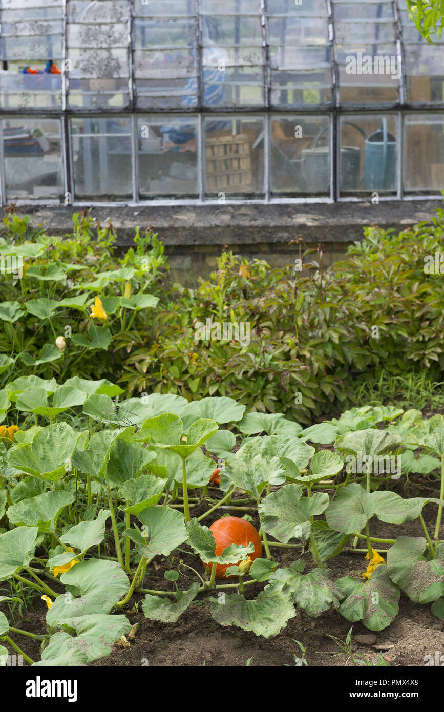 serre dans un jardin, greenhouse Stock Photo