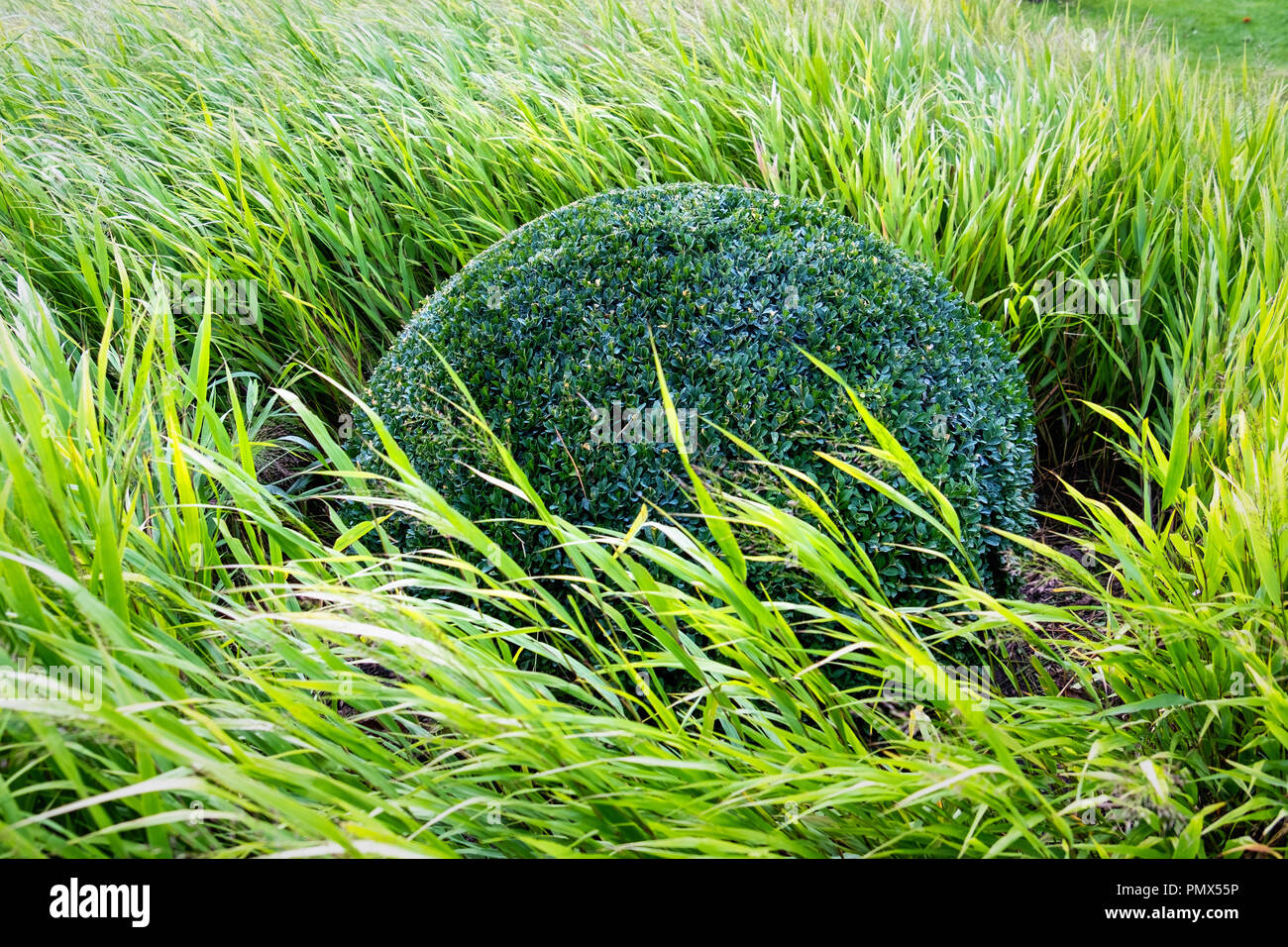 Berlin, Neukölln, Britzer Garten All green garden. Round hedge topiary ball and grasses Stock Photo