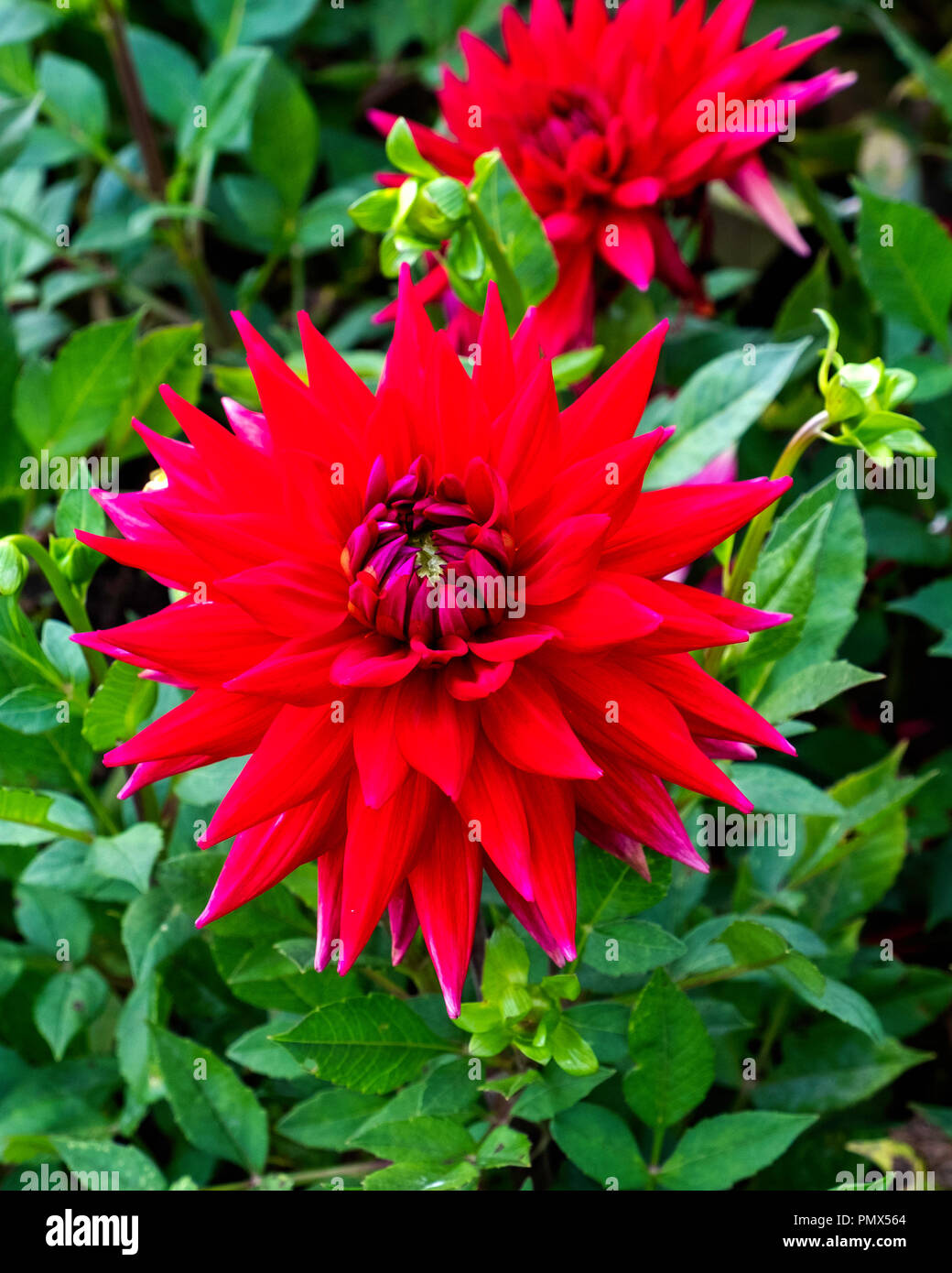 Berlin, Neukölln, Britzer Garden Annual Dahlia flower show