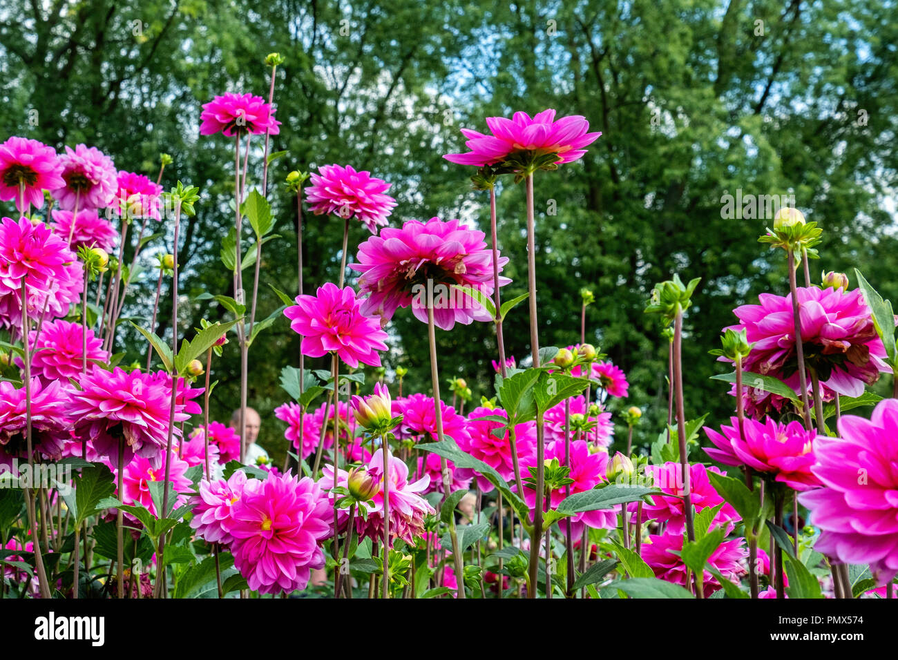 Berlin, Neukölln, Britzer Garden Annual Dahlia flower show, Dahlienfeuer, display.Pink dahlia flower cultivar,Seerosendahlie Onesta Stock Photo