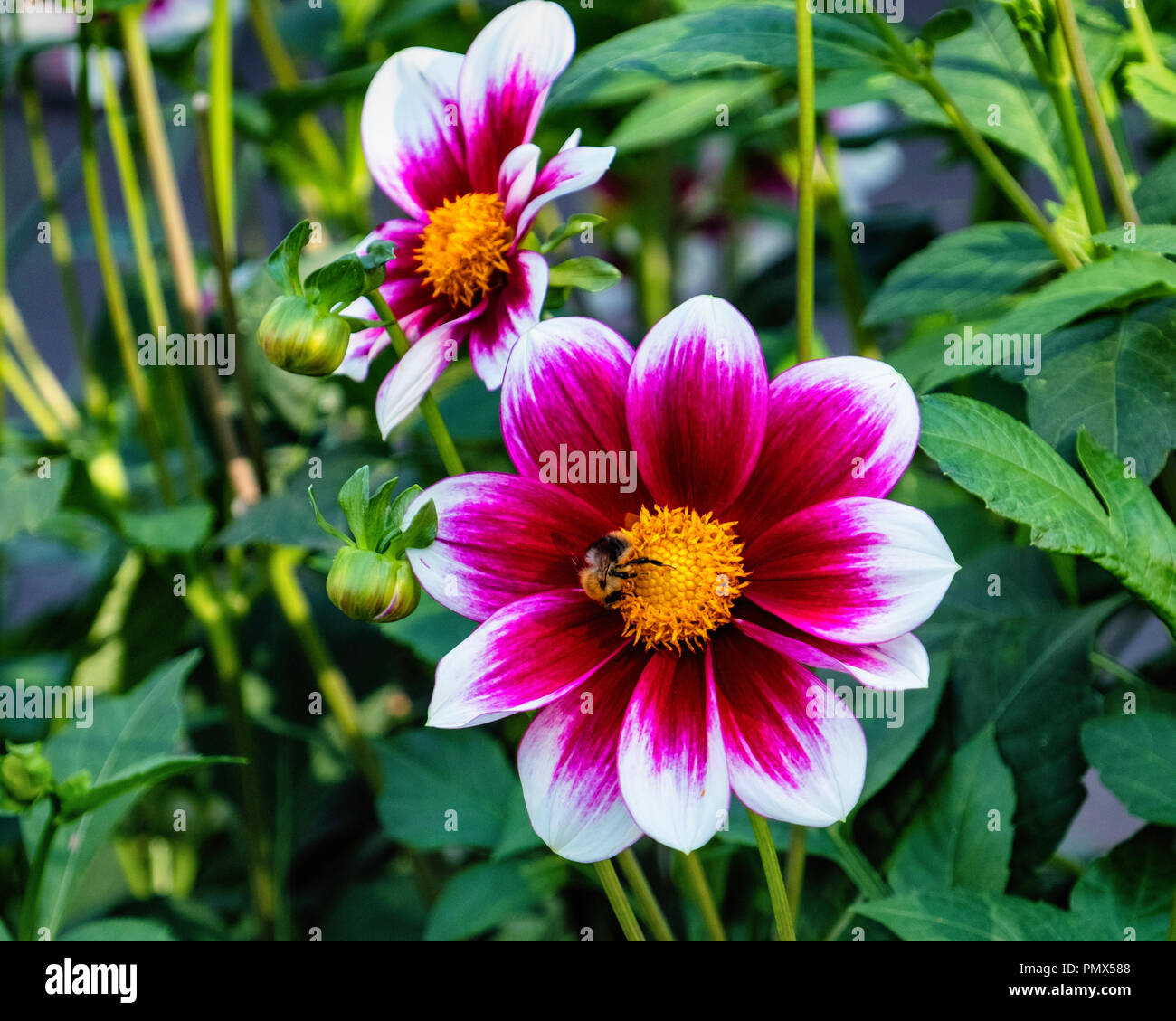 Berlin, Neukölln, Britzer Garden Annual Dahlia flower show, Dahlienfeuer, display.Red & white