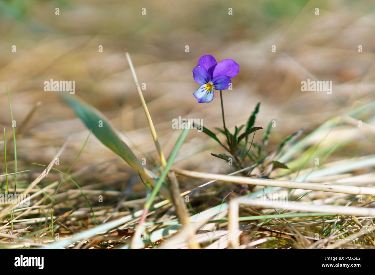 little violet in the sand, a lone purple flower Stock Photo