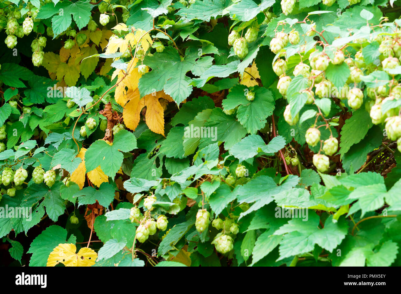 plant the hops are ripe, the fruit of a shrub hops Stock Photo