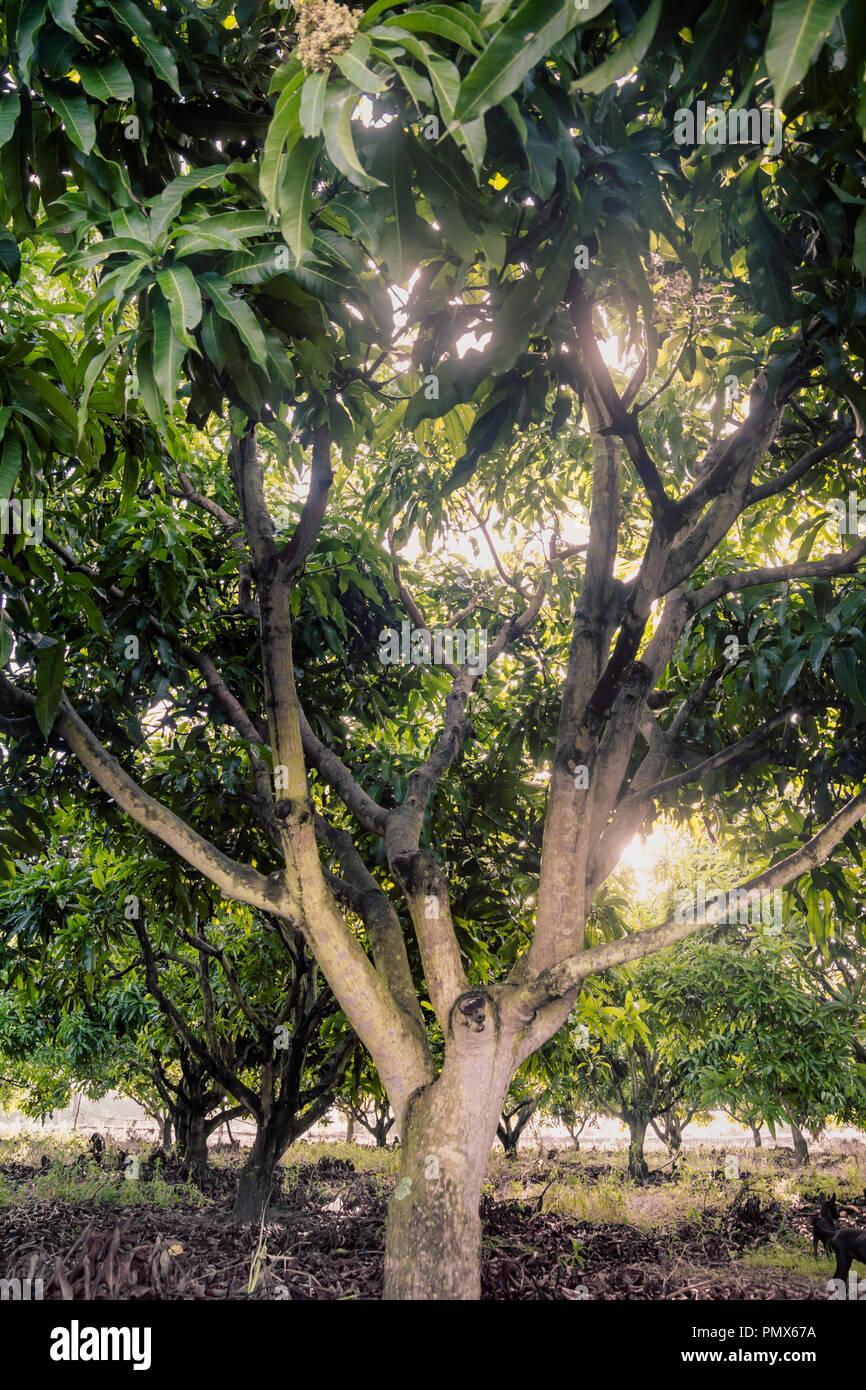 agriculture mango grove.upper branches view Stock Photo Alamy