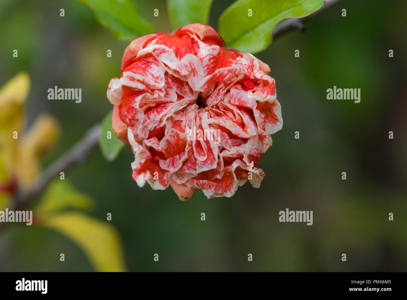 Pomegranate flower ( punica granatum) Stock Photo