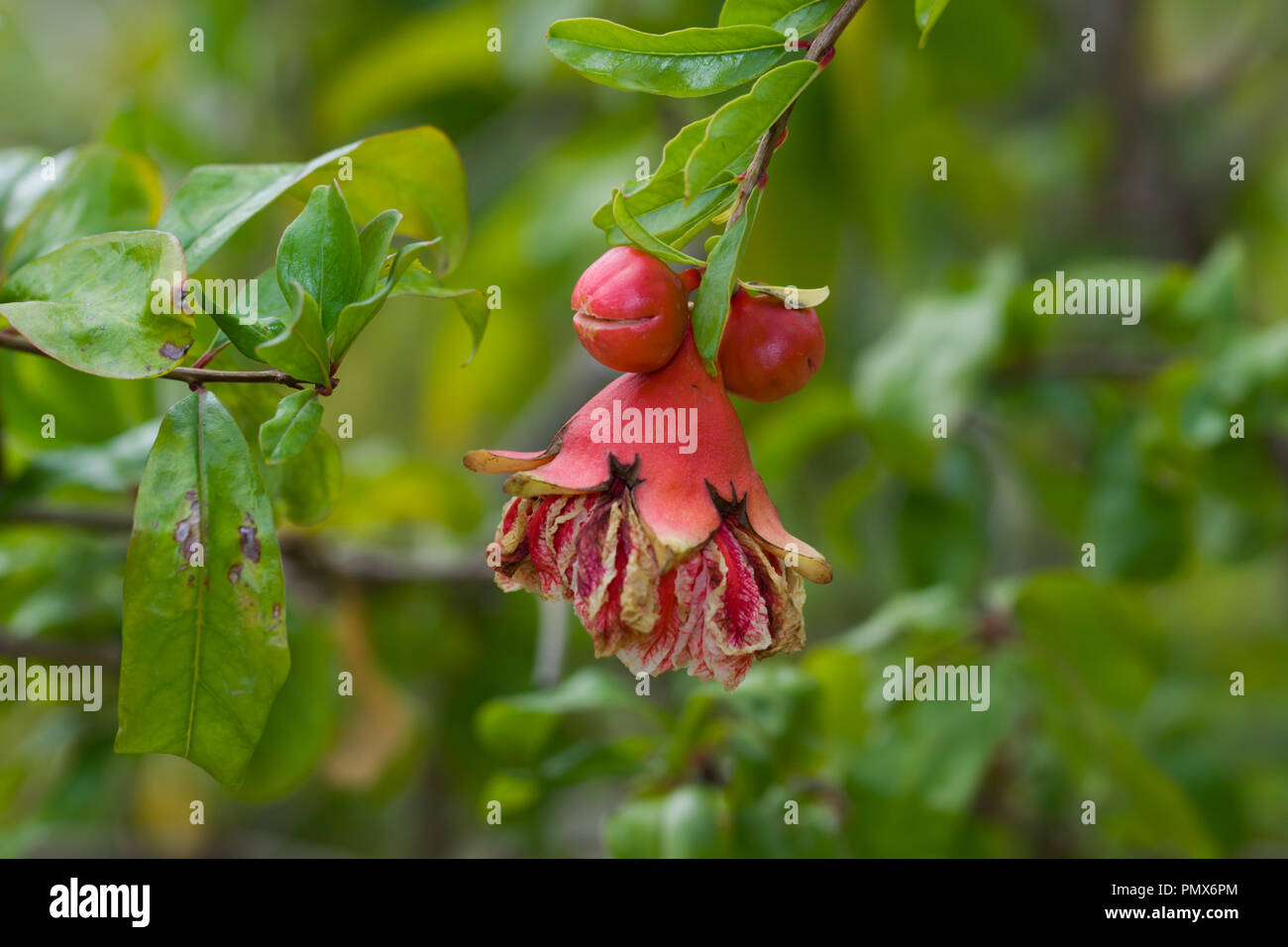 Young pomegranate bud opening ( punica granatum) Stock Photo