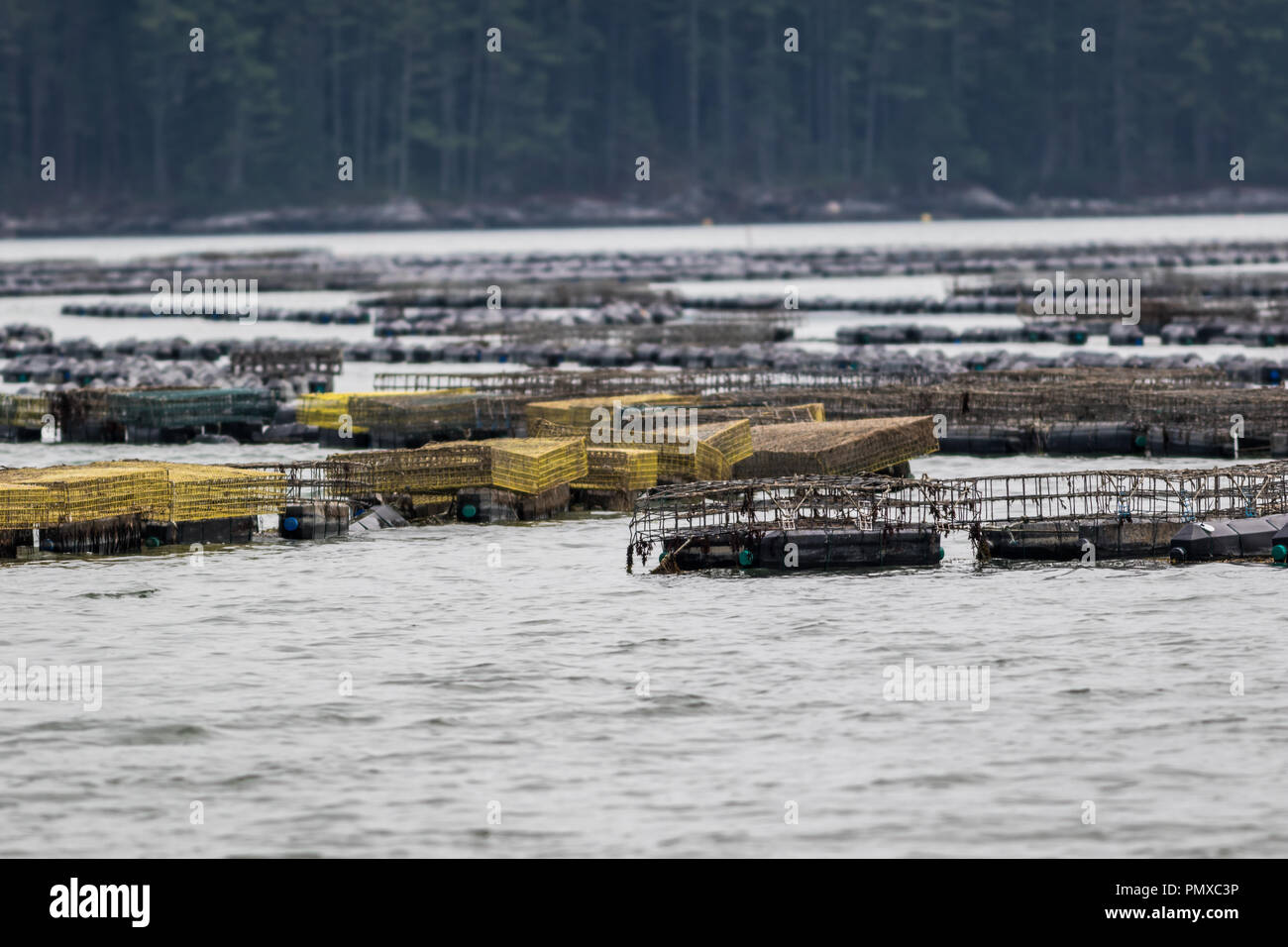 Oyster farming equipment and traps along the Damariscotta River in