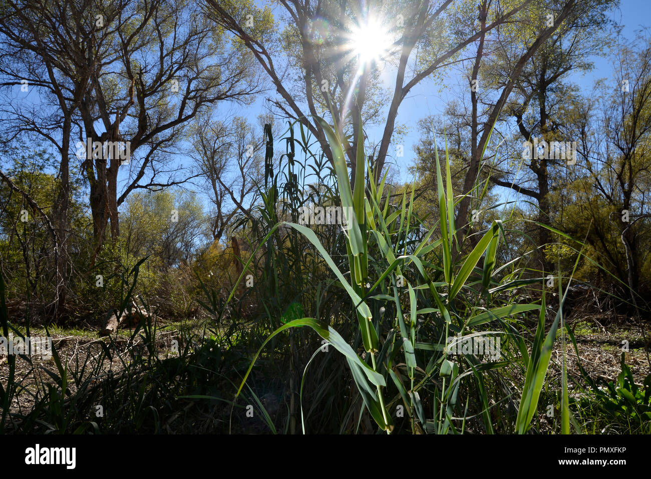 An invasive species of grass grows at the base of  canopy of trees in a riparian area that covers the Anza Trail along the Santa Cruz River, Tubac, Ar Stock Photo