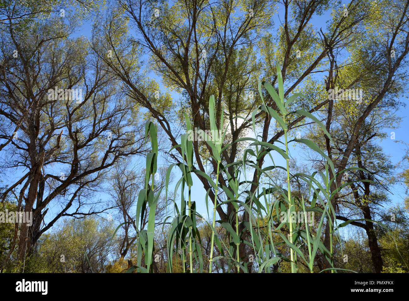 An invasive species of grass grows at the base of  canopy of trees in a riparian area that covers the Anza Trail along the Santa Cruz River, Tubac, Ar Stock Photo