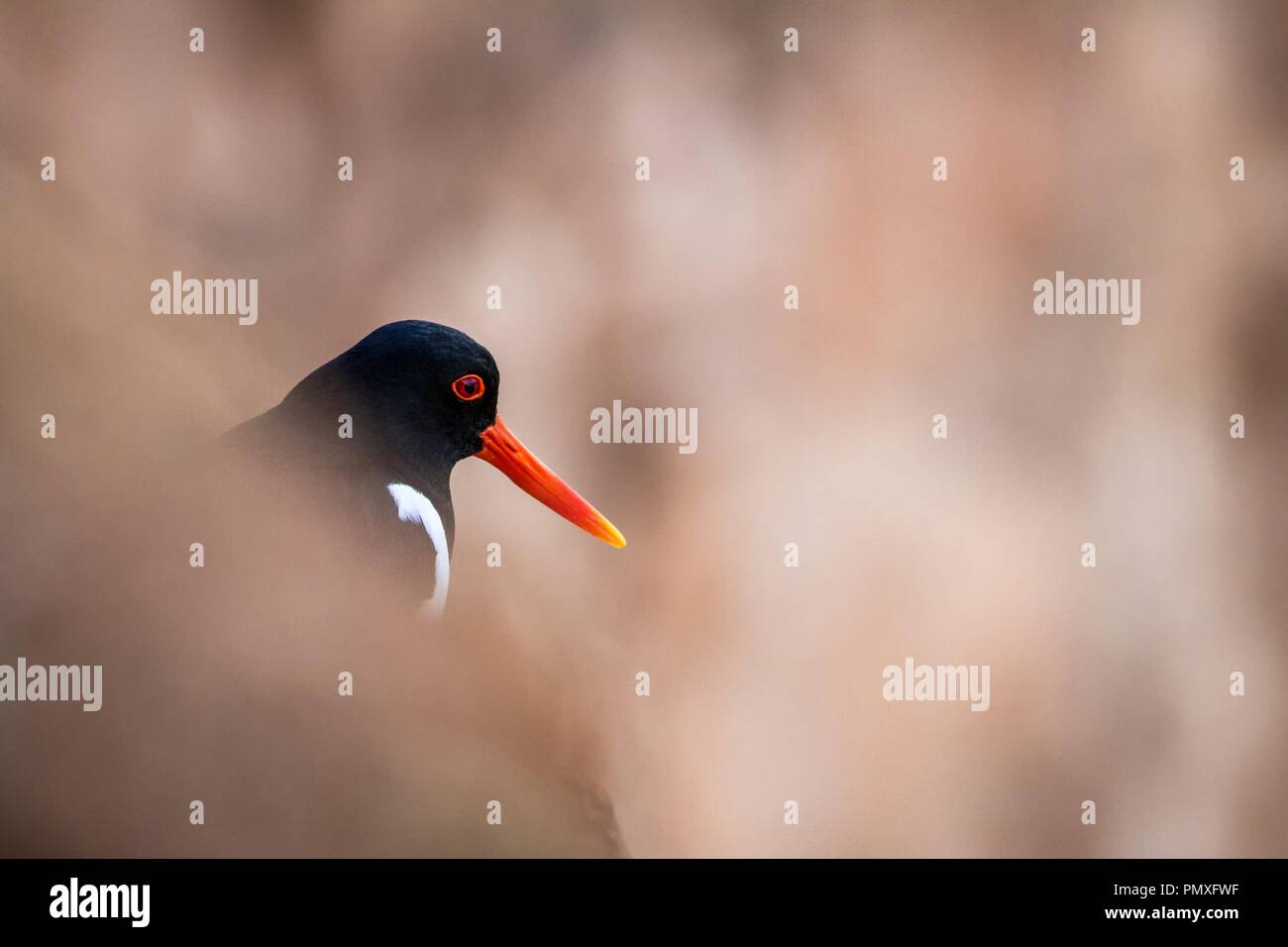 Eurasian oystercatcher (Haematopus ostralegus) on the beach of Dune