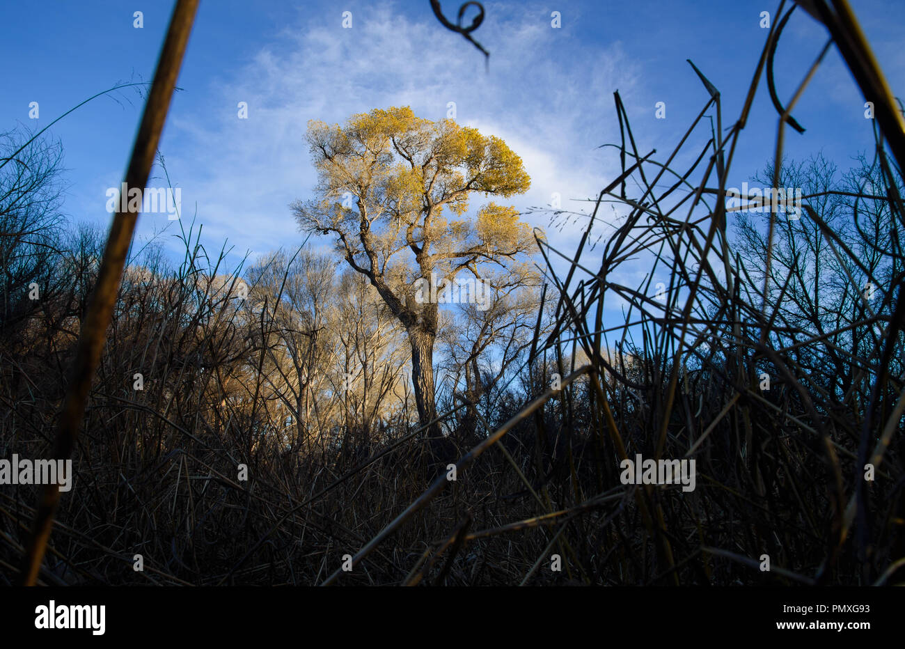 Cottonwood trees, Oak Tree Canyon, Empire Gulch, Sonoita, Arizona, USA