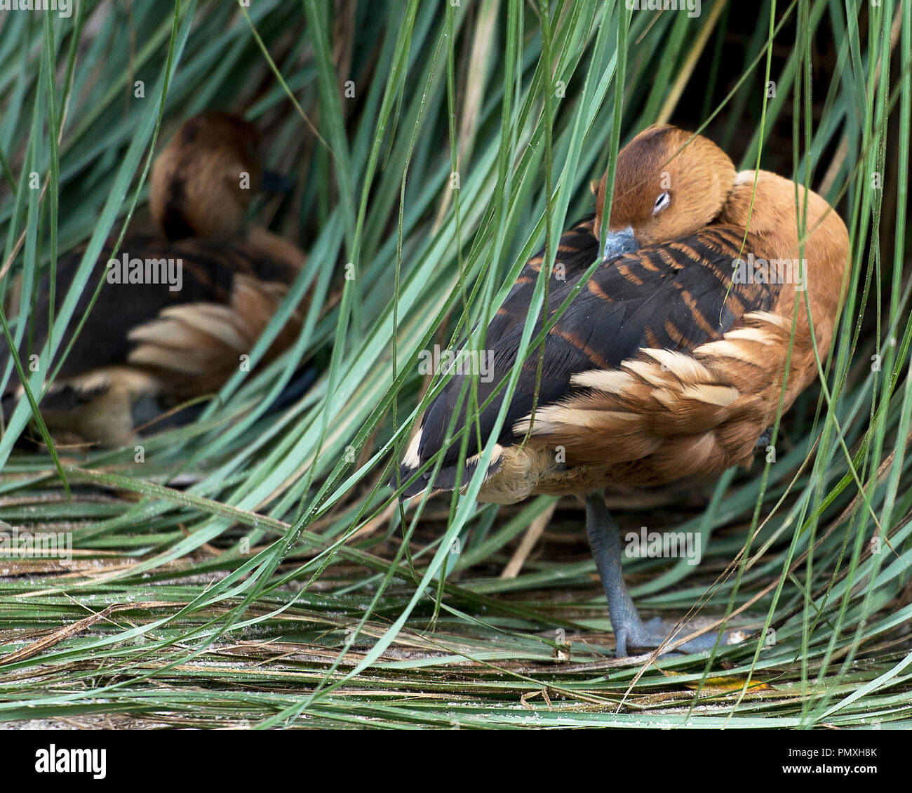 Duck Profile Photo High Resolution Stock Photography and Images Alamy