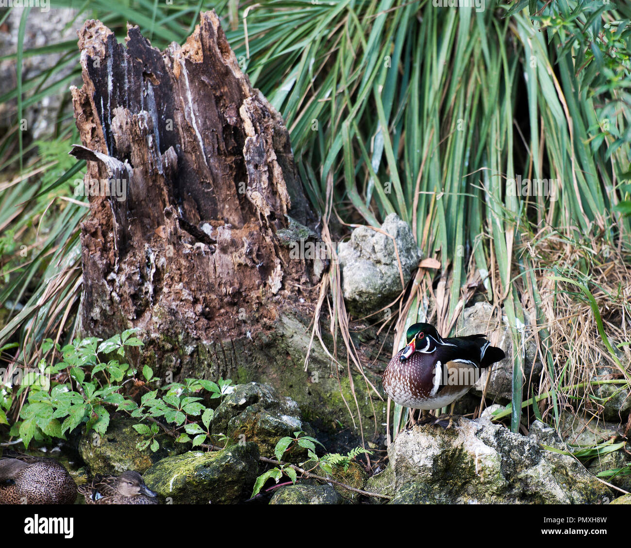 Duck enjoying its surrounding in the sun Stock Photo Alamy