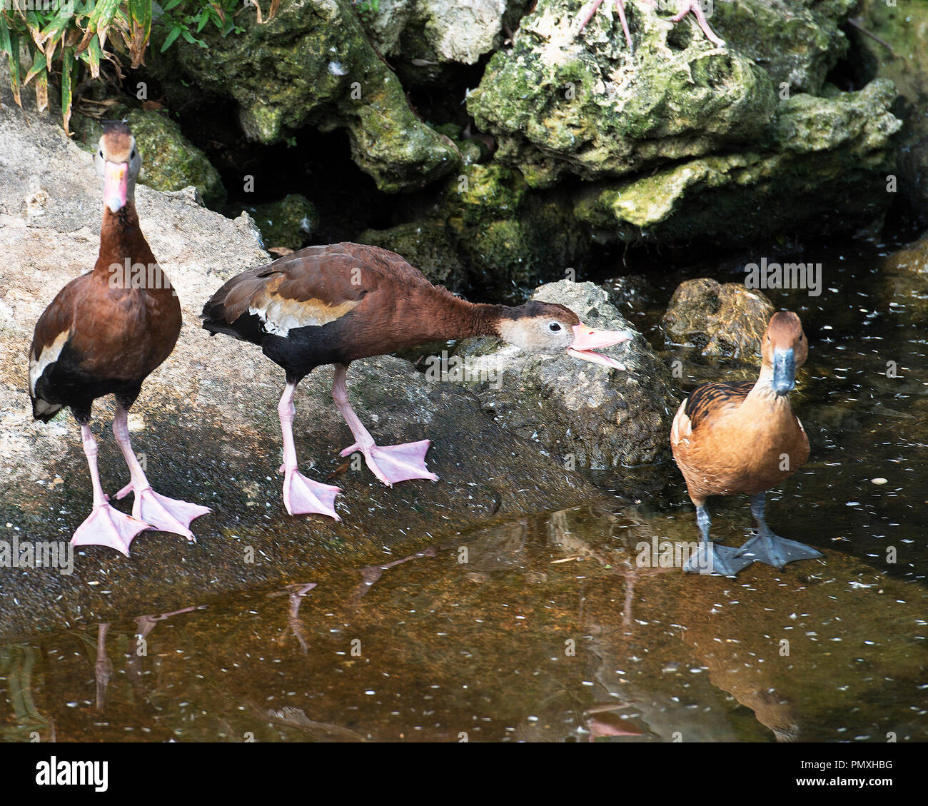 Ducks enjoying their surrounding in the sun Stock Photo Alamy