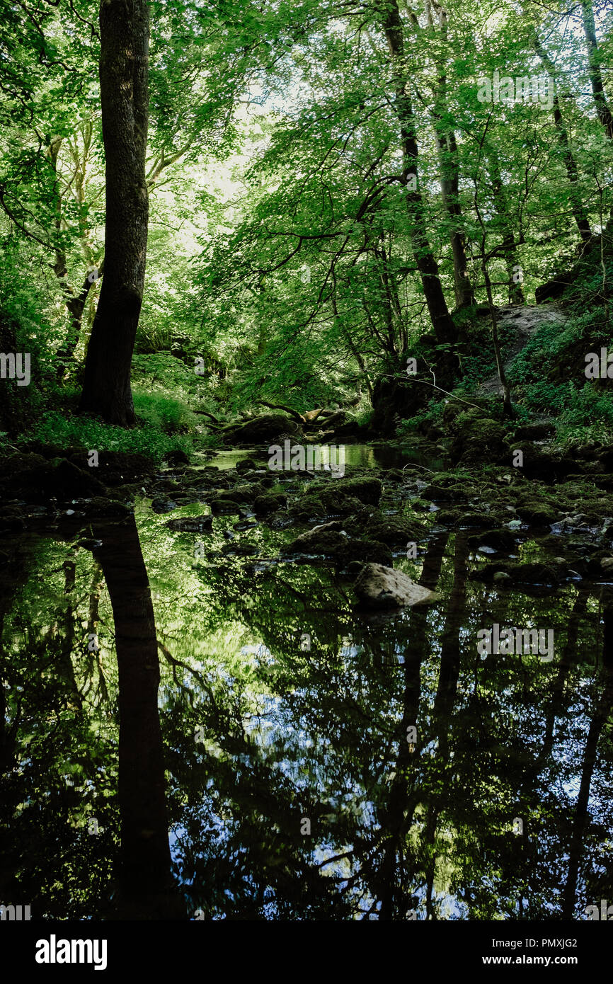 Reflection of forest/woodland in a pool of water in Malham, Yorkshire Stock Photo