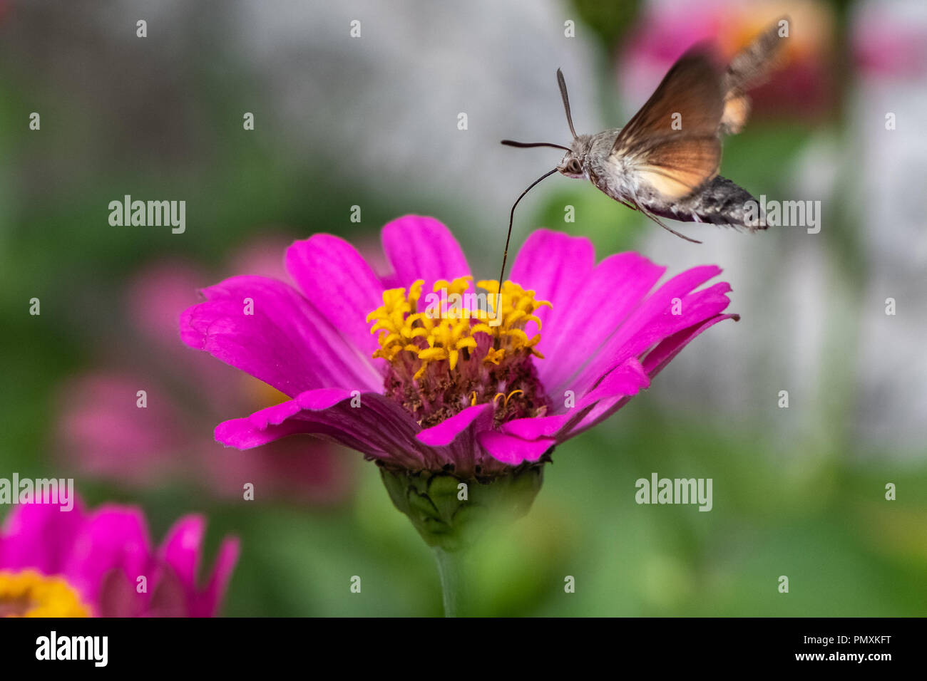 Hummingbird hawk-moth (Macroglossum stellatarum) Stock Photo