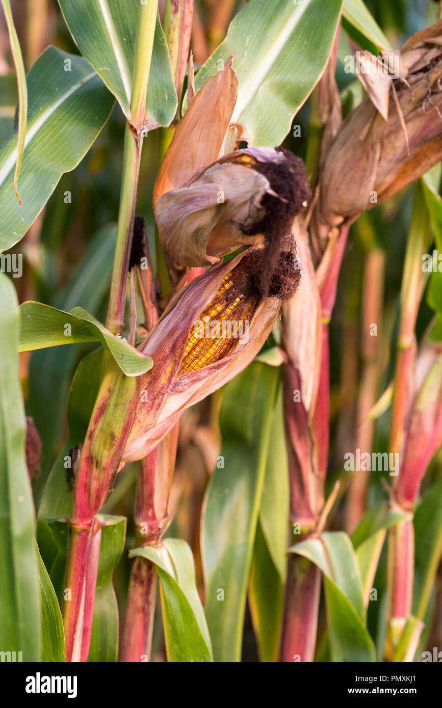 Corncobs in a corn field with ripe corn kernels at harvest time. Stock Photo