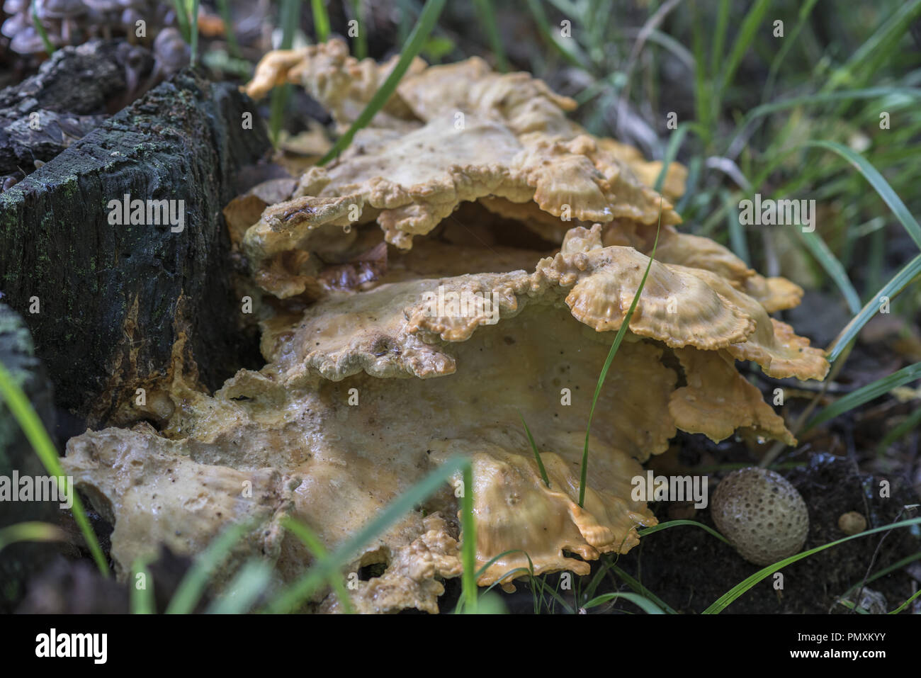 Laetiporus sulphureus is a species of bracket fungus (fungi that grow on trees) Stock Photo