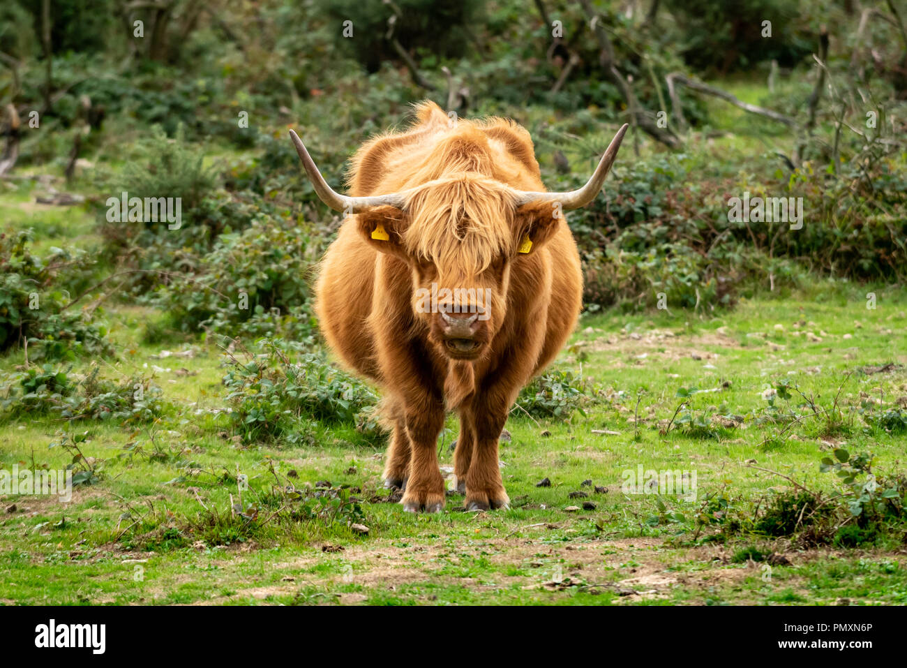 Highland cattle in the New Forest Stock Photo - Alamy