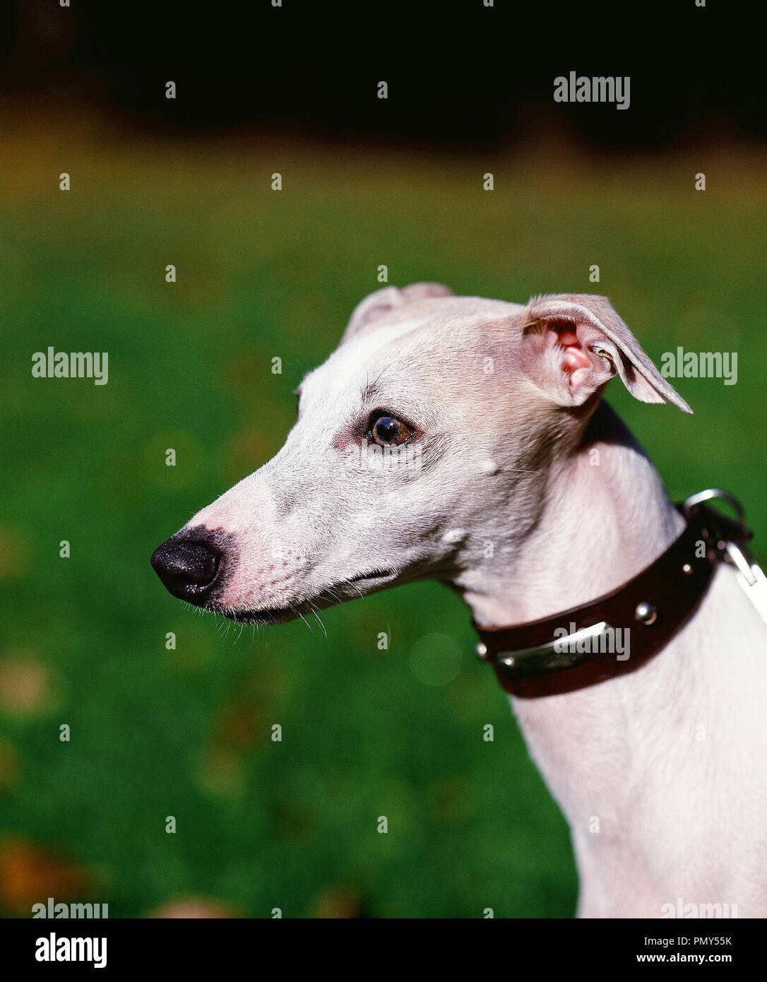 Whippet (Canis familiaris) Lévrier Stock Photo Alamy