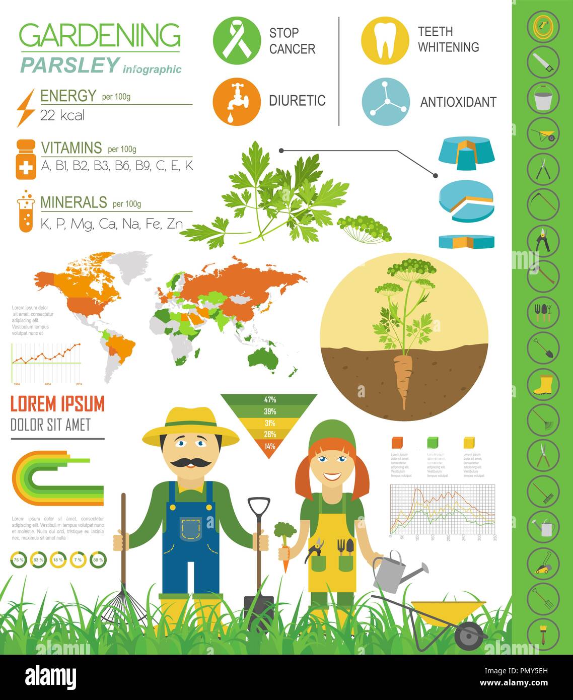 Gardening work, farming infographic. Parsley. Graphic template. Flat style design. Vector illustration Stock Vector