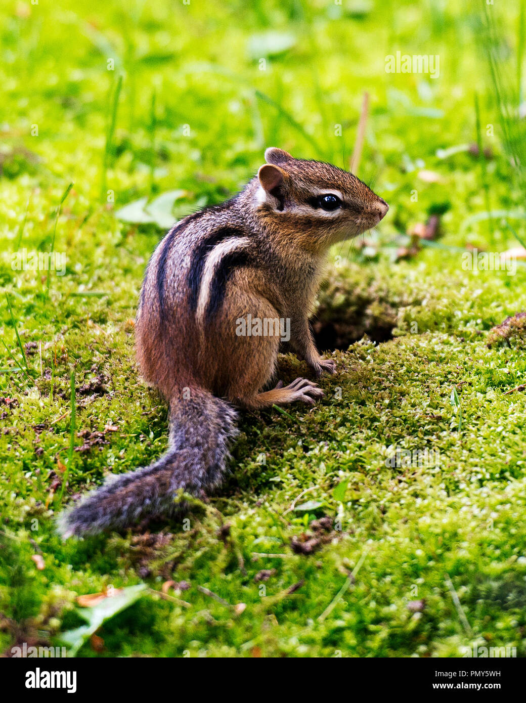 Chipmunk baby at the entrance of its burrow hole with green grass ground displaying brown fur, tail, head, eye, ears in its environment . Stock Photo