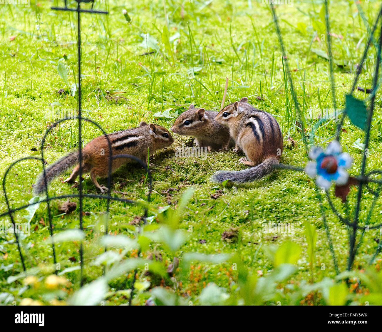 Getting Rid Of Chipmunks Tips For Chipmunk Control In, 53 OFF