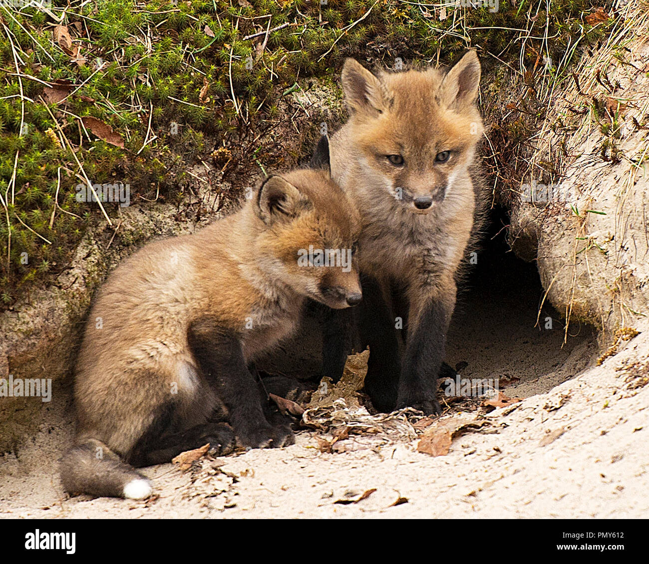 Red Fox kits in front of the den hole enjoying its surrounding. Stock Photo