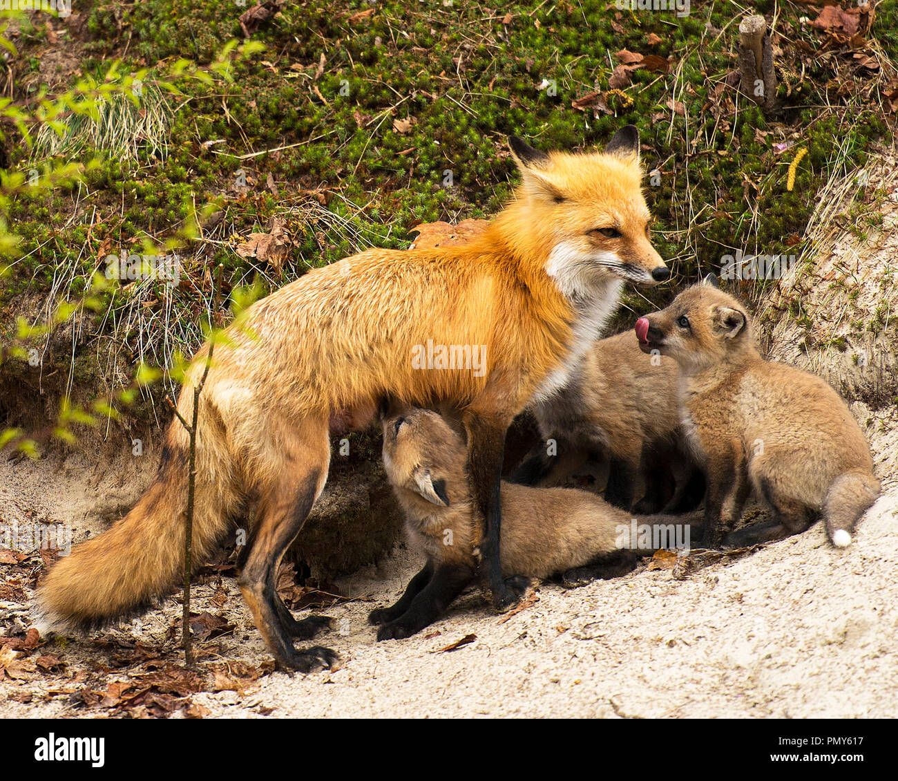 Red Fox mother nursing her kits and enjoying its surrounding Stock ...