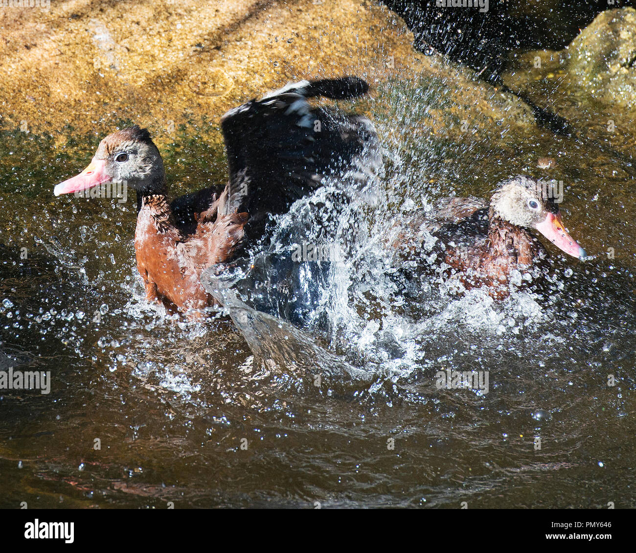 Duck profile photo hires stock photography and images Alamy