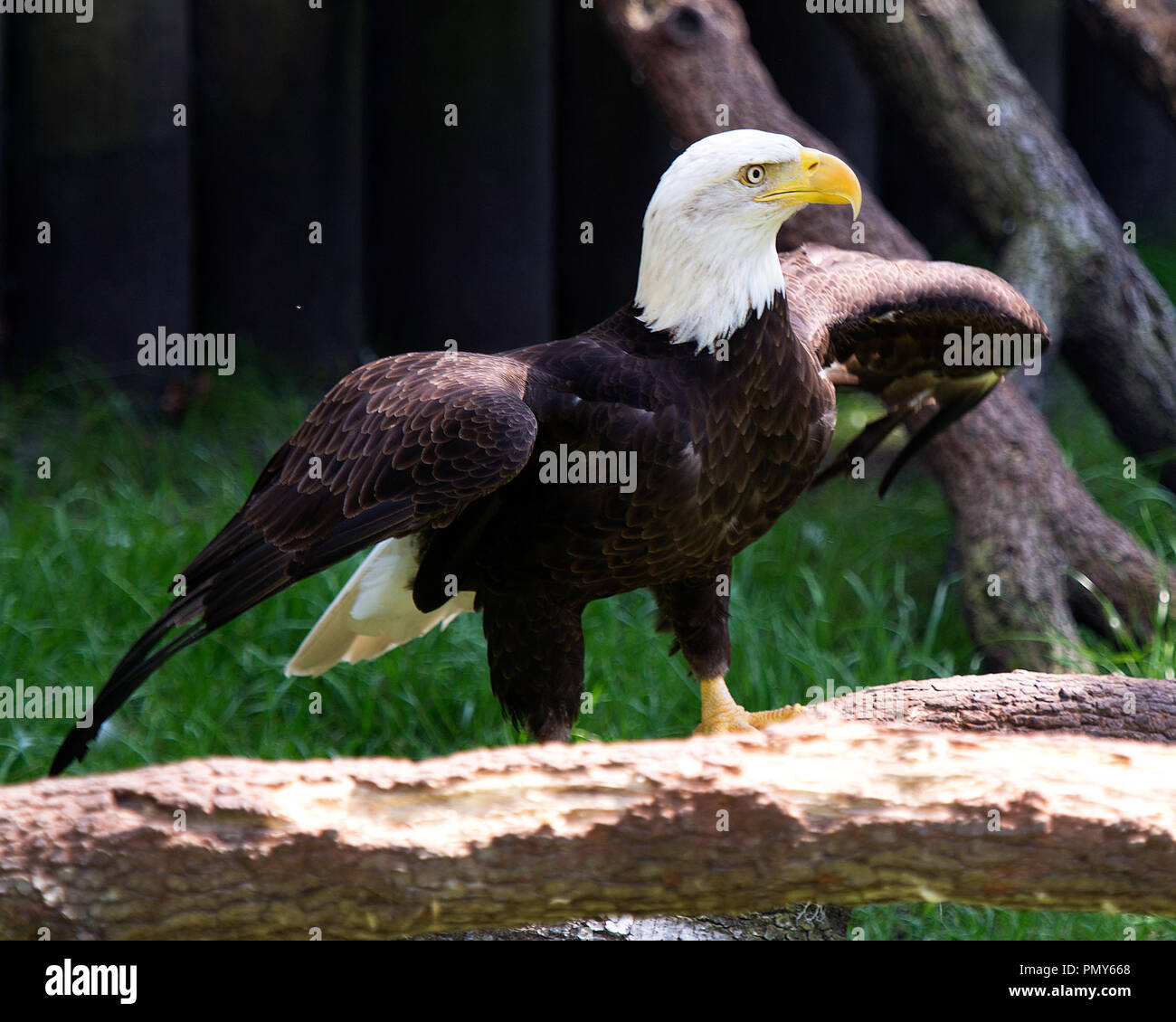 Bald Eagle with its wings spread in his environment Stock Photo - Alamy