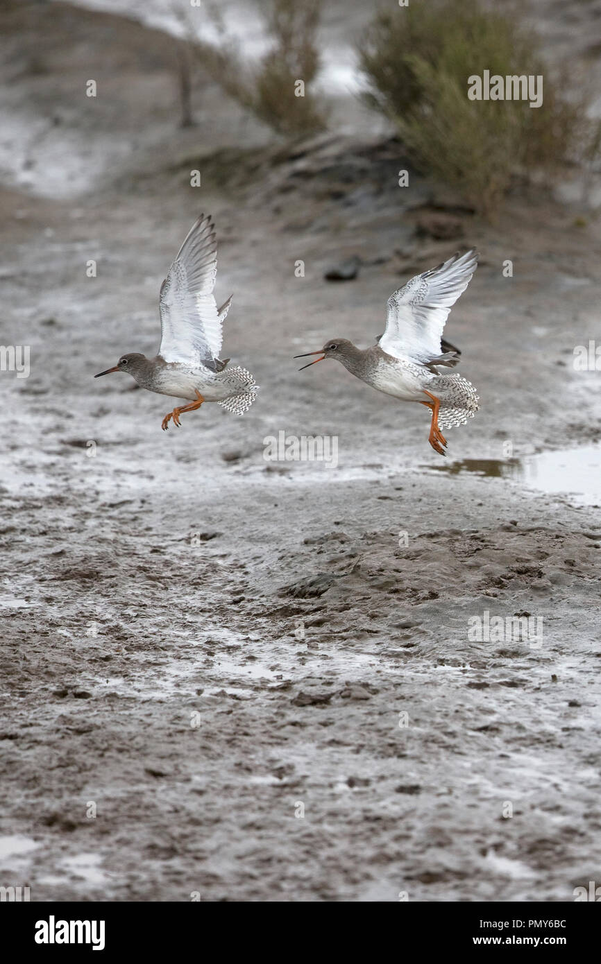 Redshank (Tringa totanus Stock Photo Alamy
