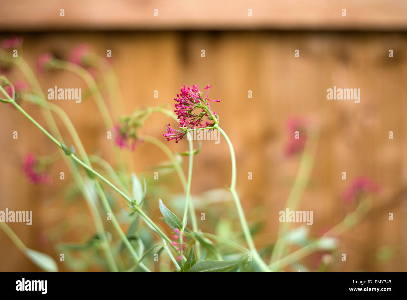 Wild Garden Flower Stock Photo