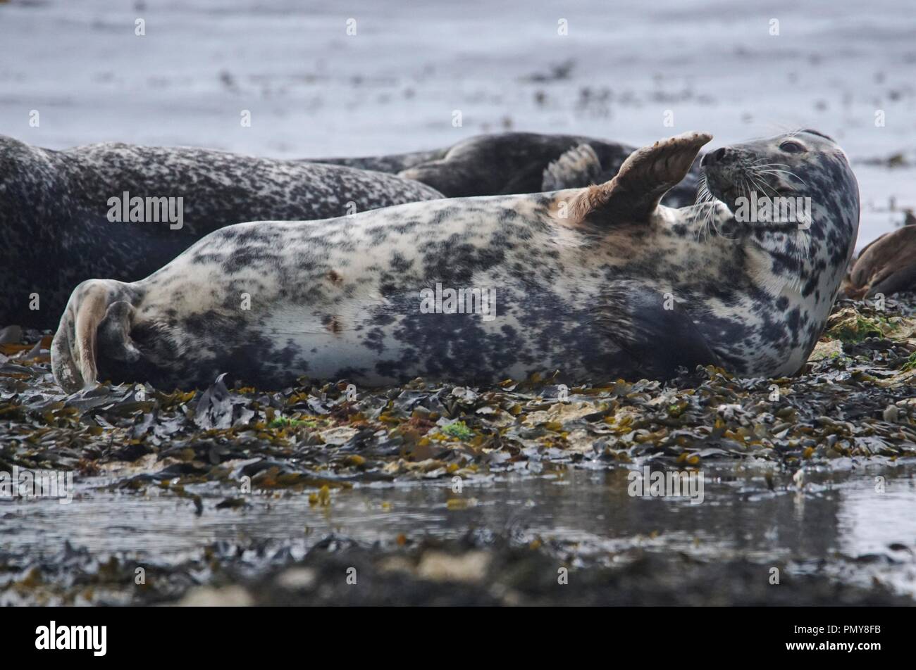 Grey Seal Waving Stock Photo