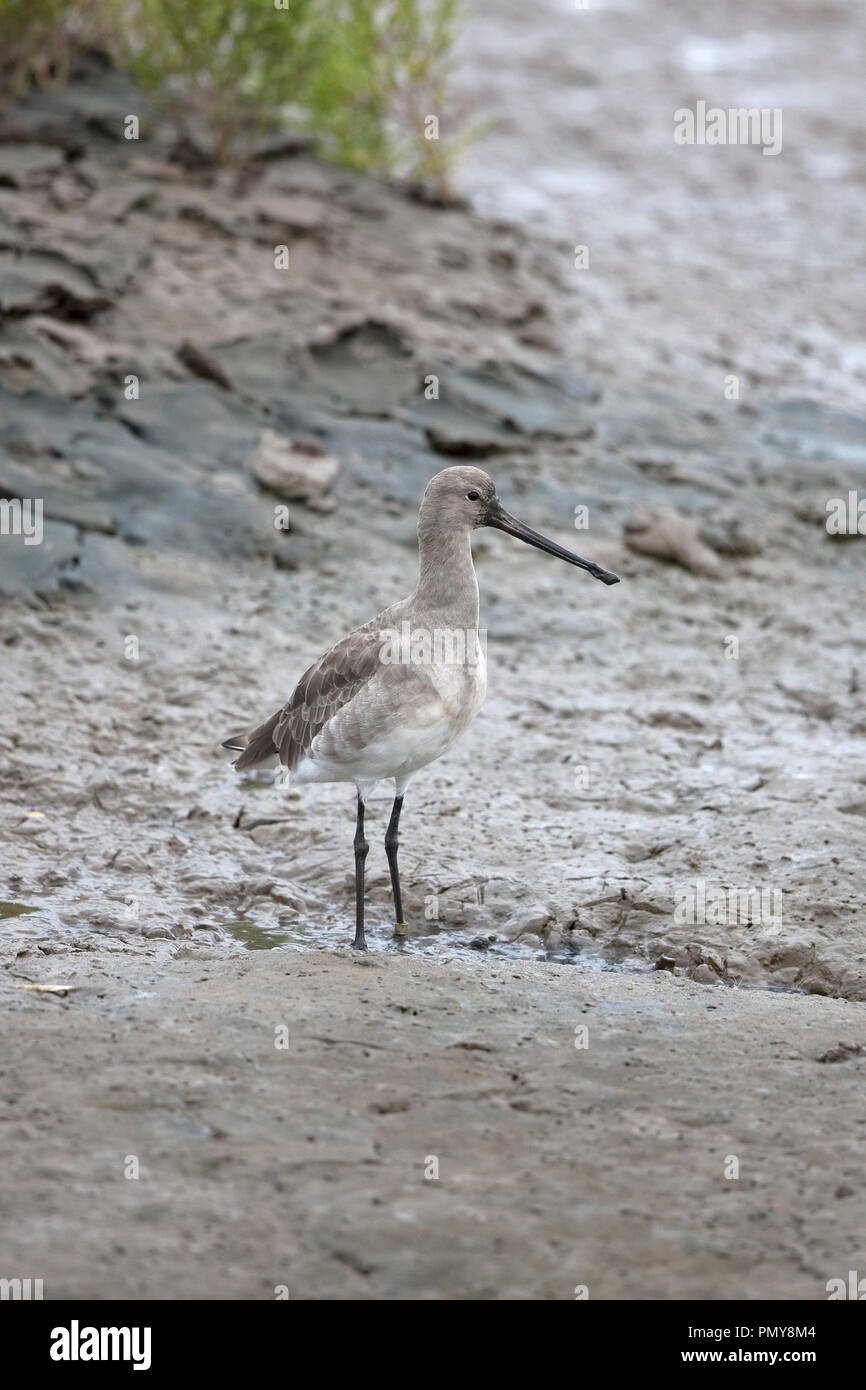 black-tailed-godwit-limosa-limosa-islandica-stock-photo-alamy