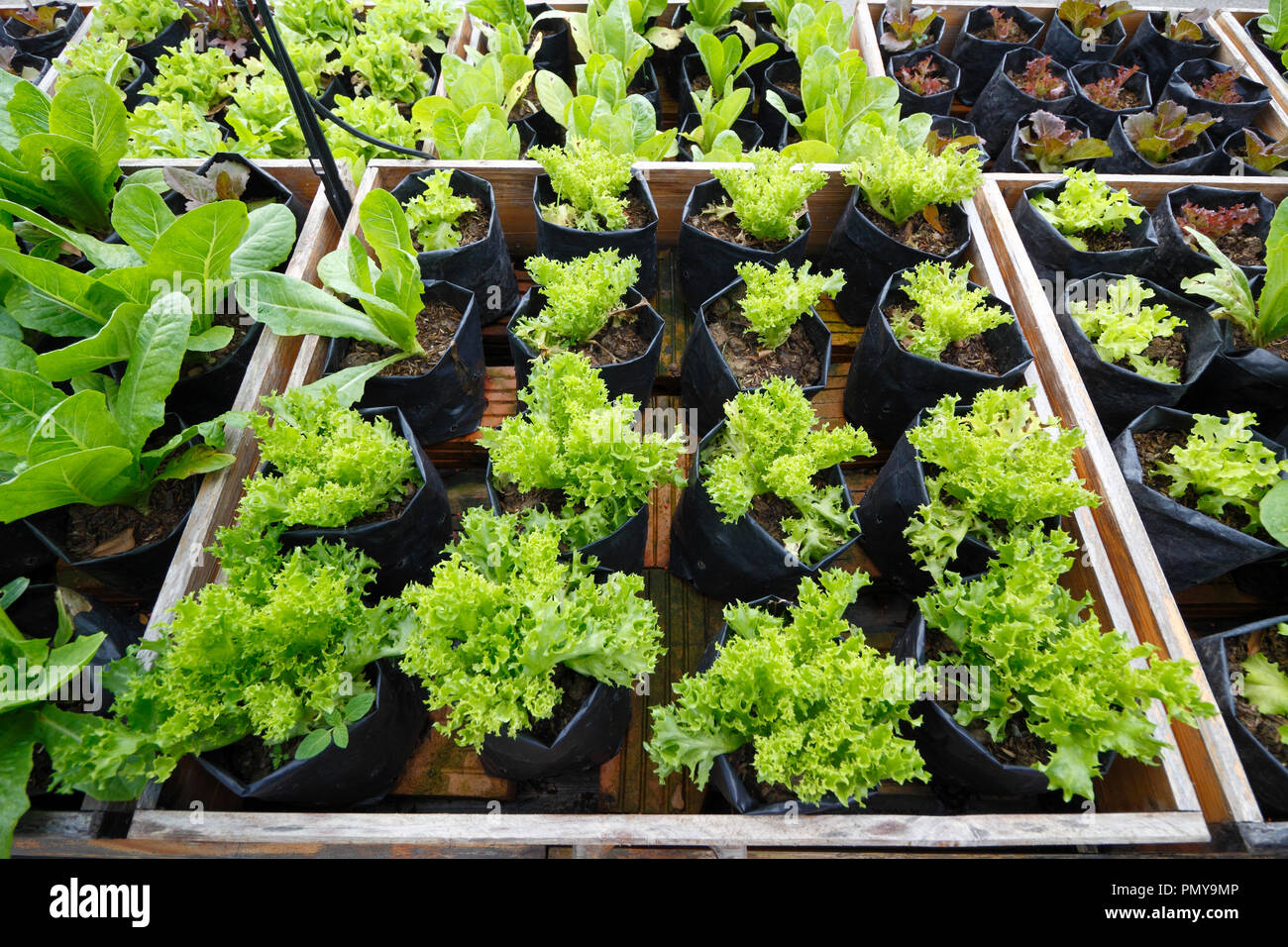 Mix organic vegetables glowing on raise bed Stock Photo