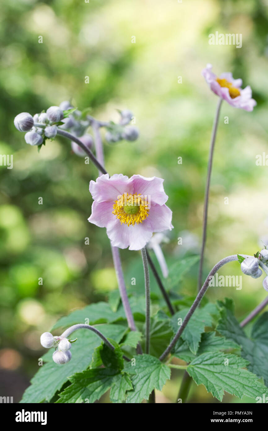 Japanese Anemone flowers. Stock Photo