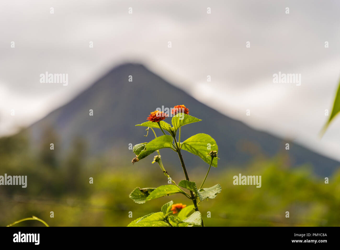 La Fortuna, Costa Rica. March 2018. A view of volcano Arenal and a close up of a flower in Costa Rica Stock Photo