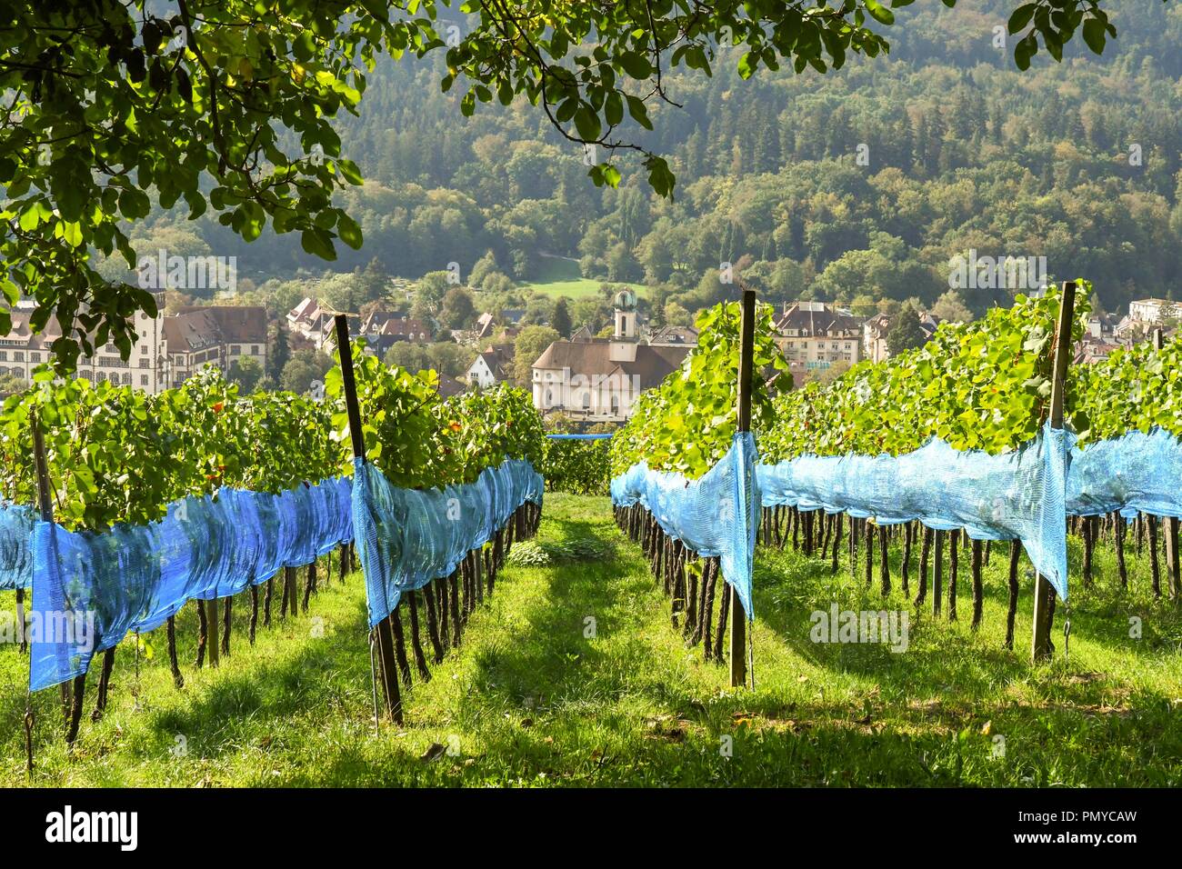 Freiburg vineyards, vineyards covered with netting on the hillsides surrounding the city of Freiburg Im Breisgau,  Germany, Stock Photo