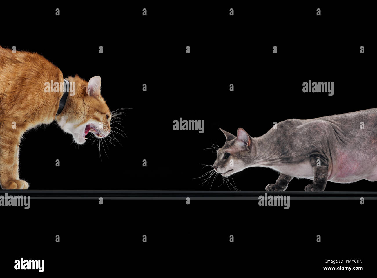angry ginger cat hissing at sphynx cat isolated on black Stock Photo