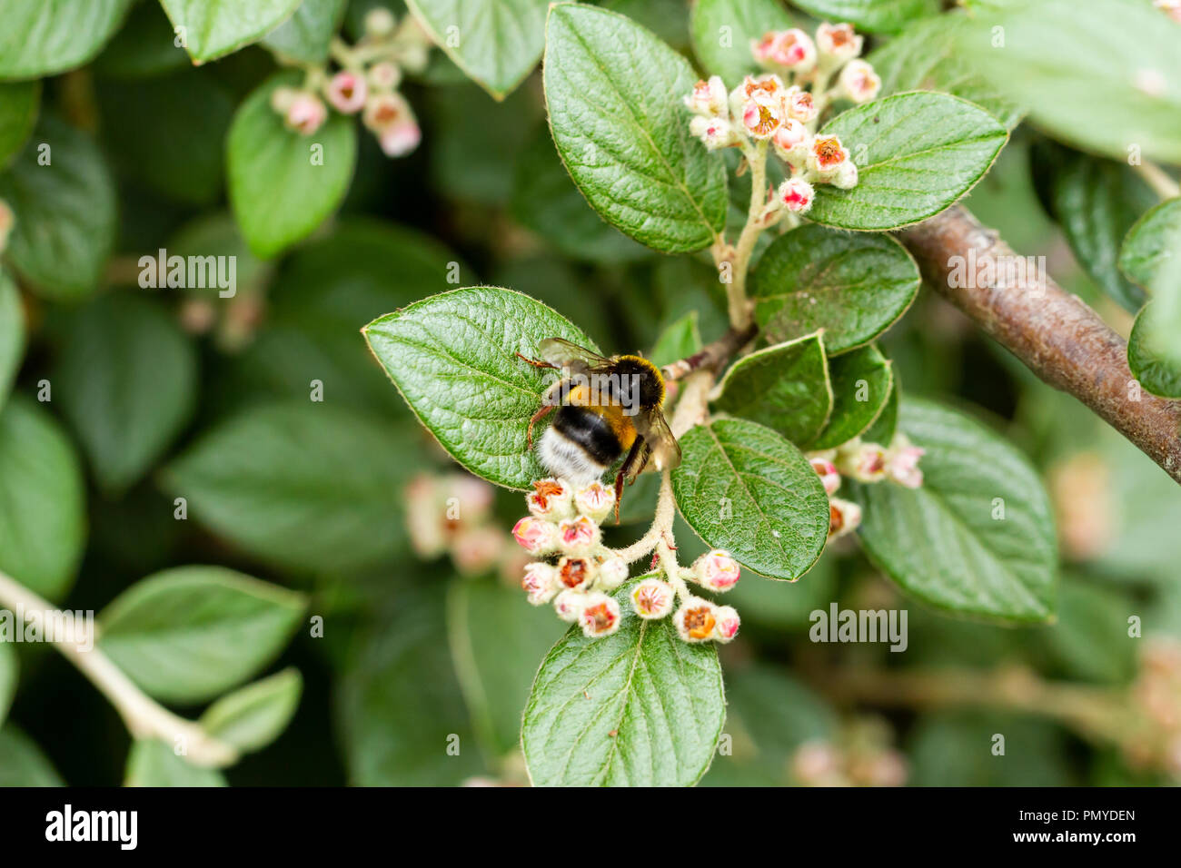 British bumblebee, Bombus terrestris/lucorum collecting pollen from the flowers of Hybridus pendulus, Cotoneaster tree, Dorset, UK Stock Photo