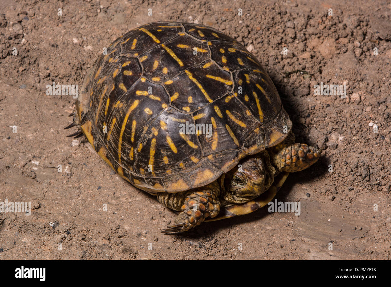 An adult female Plains Box Turtle (Terrapene ornata ornata) encountered