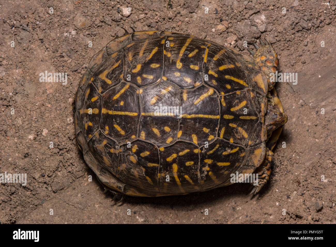 Female box turtle hi-res stock photography and images - Alamy