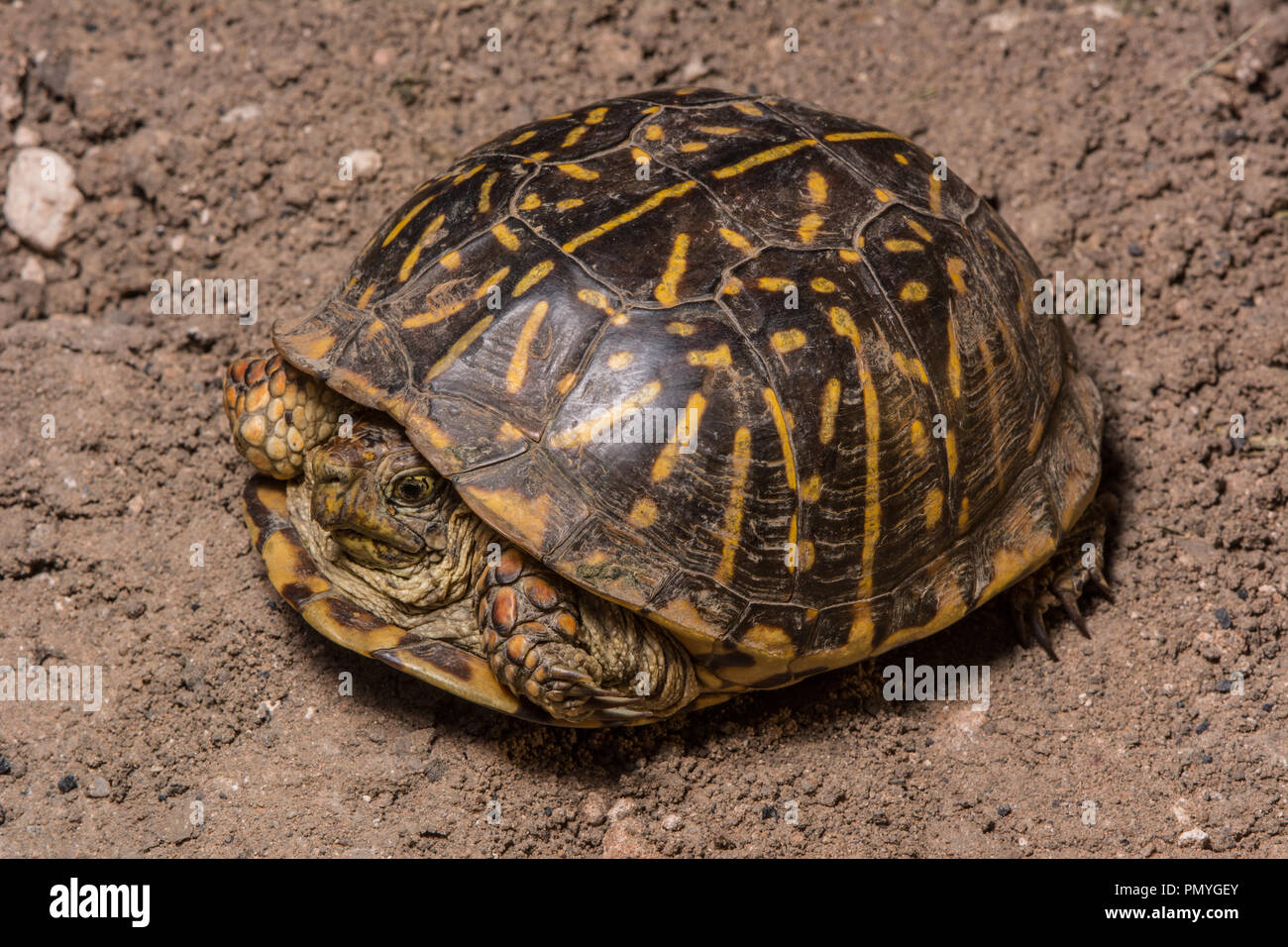 Female box turtle hi-res stock photography and images - Alamy