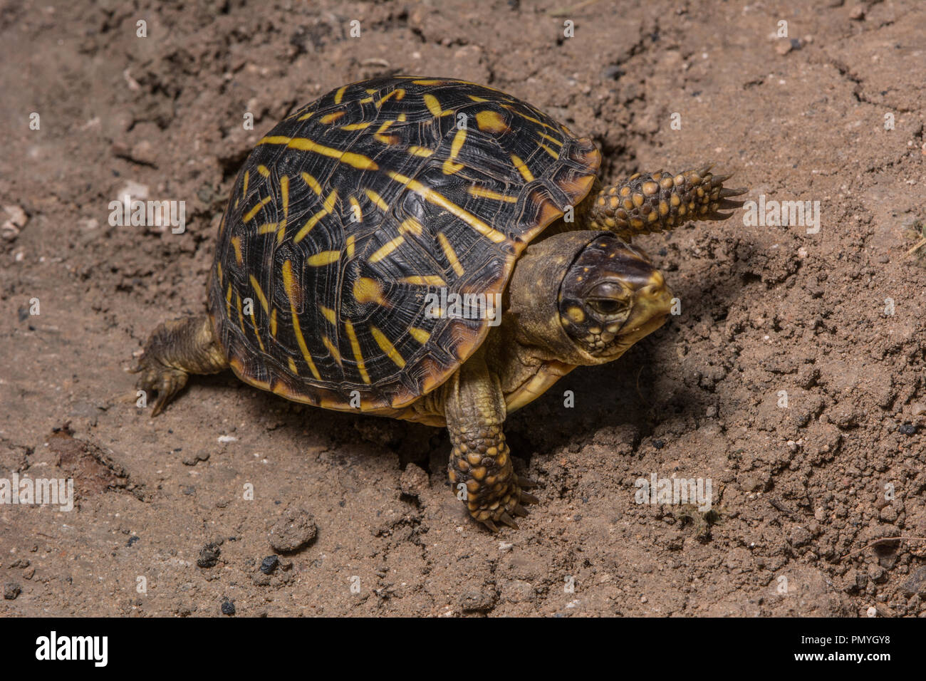 A juvenile Plains Box Turtle (Terrapene ornata ornata) encountered crossing a road in Hamilton County, Kansas, USA. Stock Photo