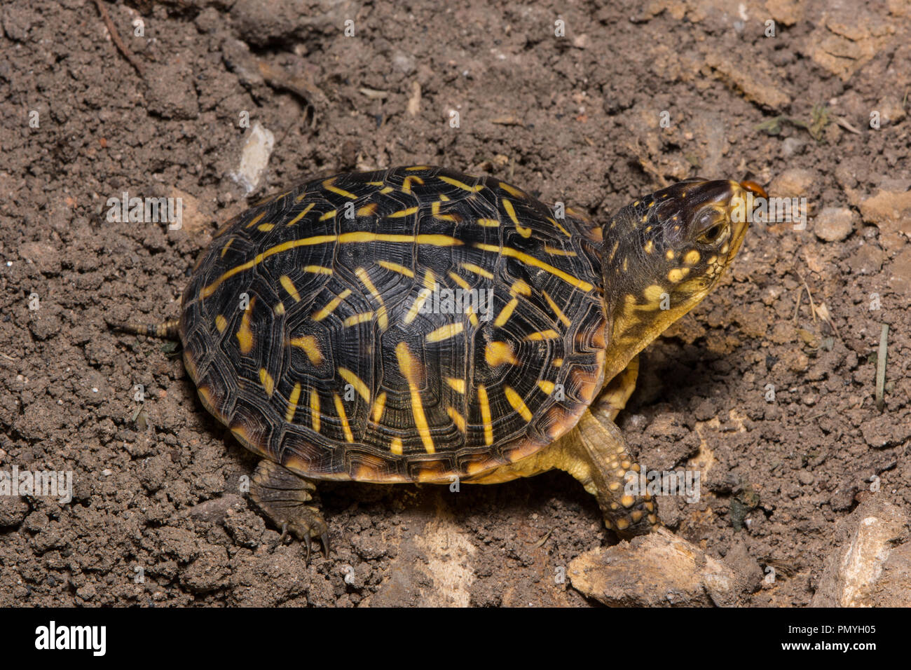 A juvenile Plains Box Turtle (Terrapene ornata ornata) encountered
