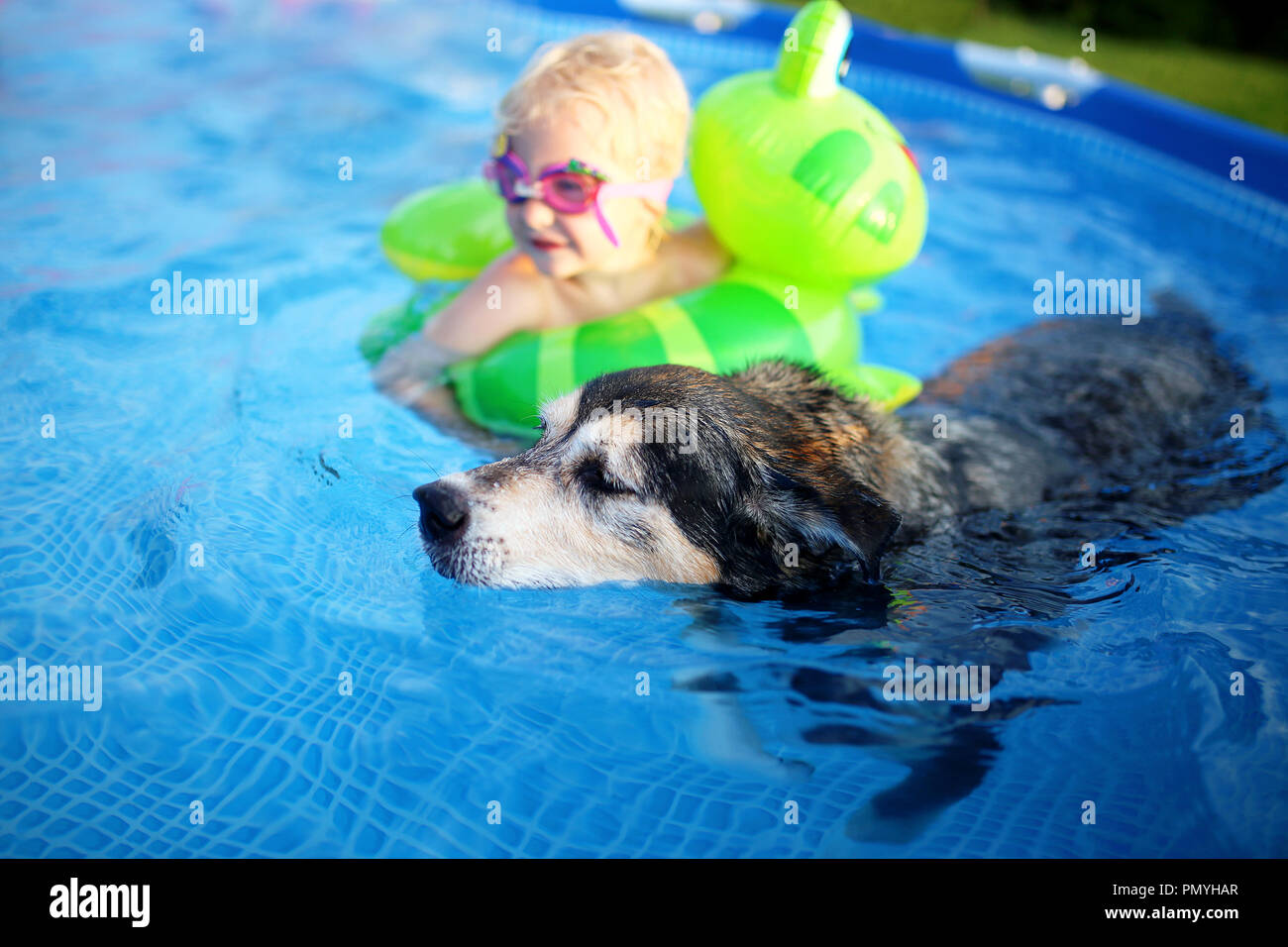 above ground pool steps for dogs