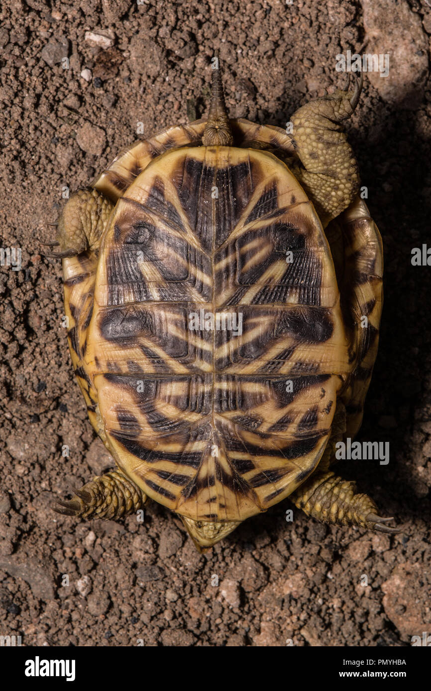 An adult female Plains Box Turtle (Terrapene ornata ornata) encountered