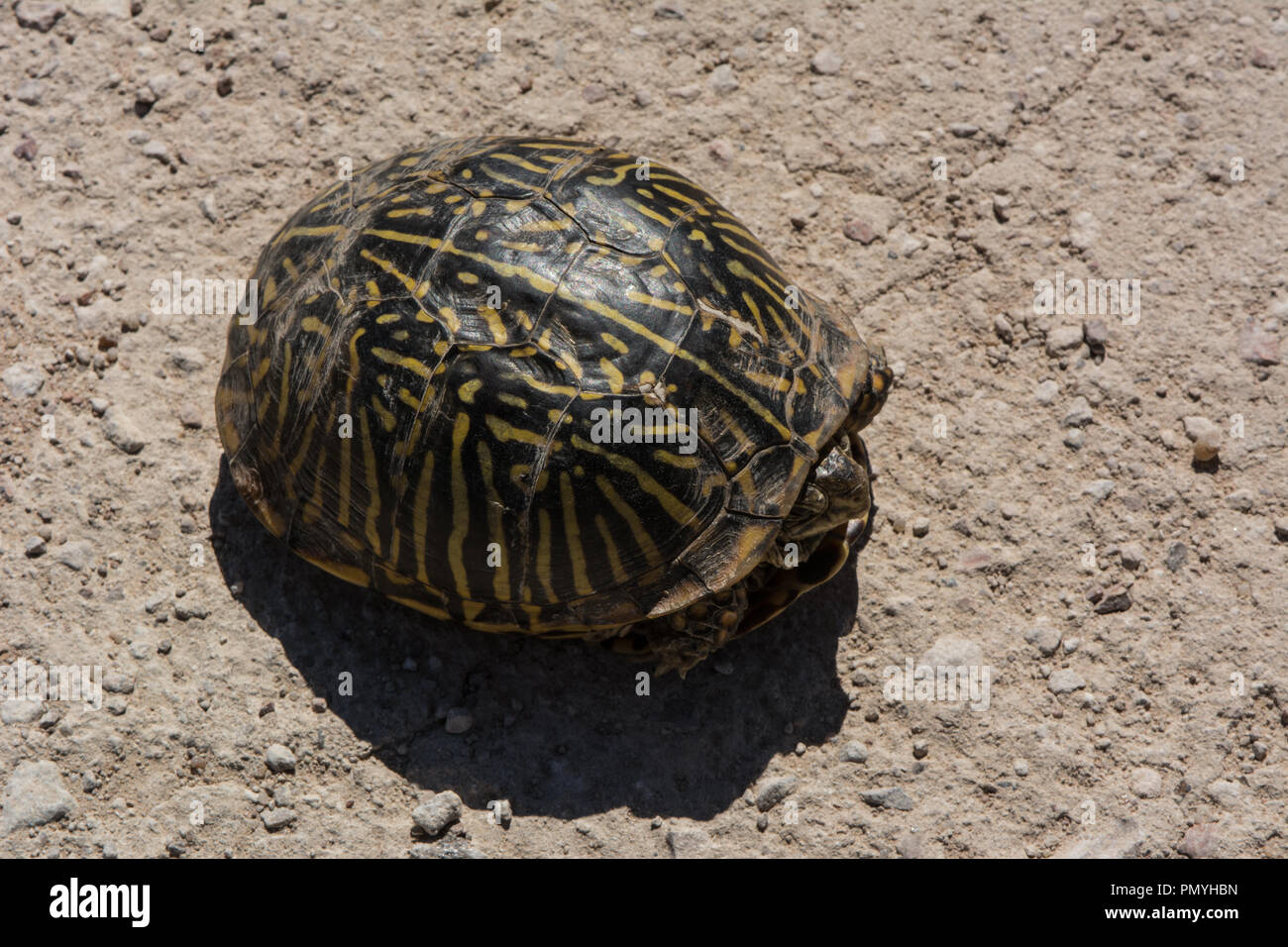 An adult female Plains Box Turtle (Terrapene ornata ornata) encountered